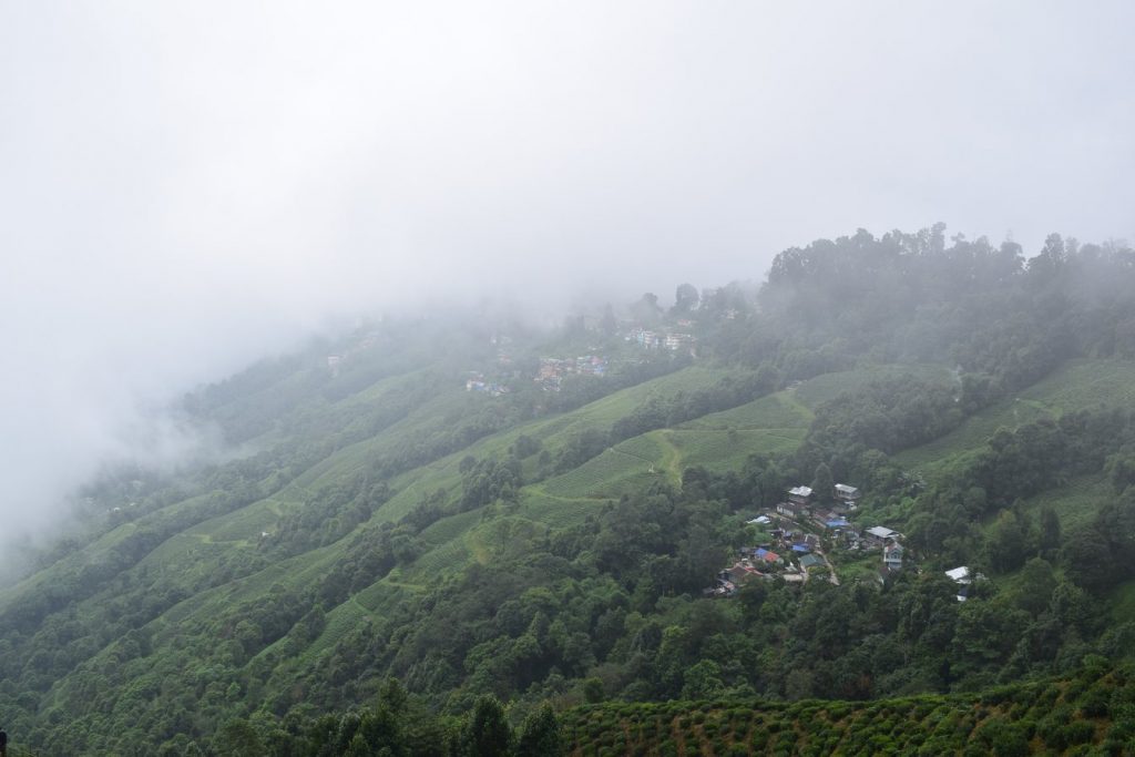 Happy Valley Tea Estate terraces near Darjeeling