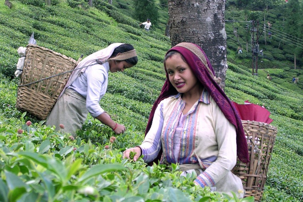 Women tea pluckers picking leaves at a Darjeeling tea estate