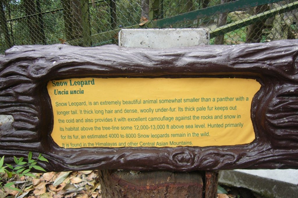 Snow leopard at Padmaja Naidu Himalayan Zoological Park