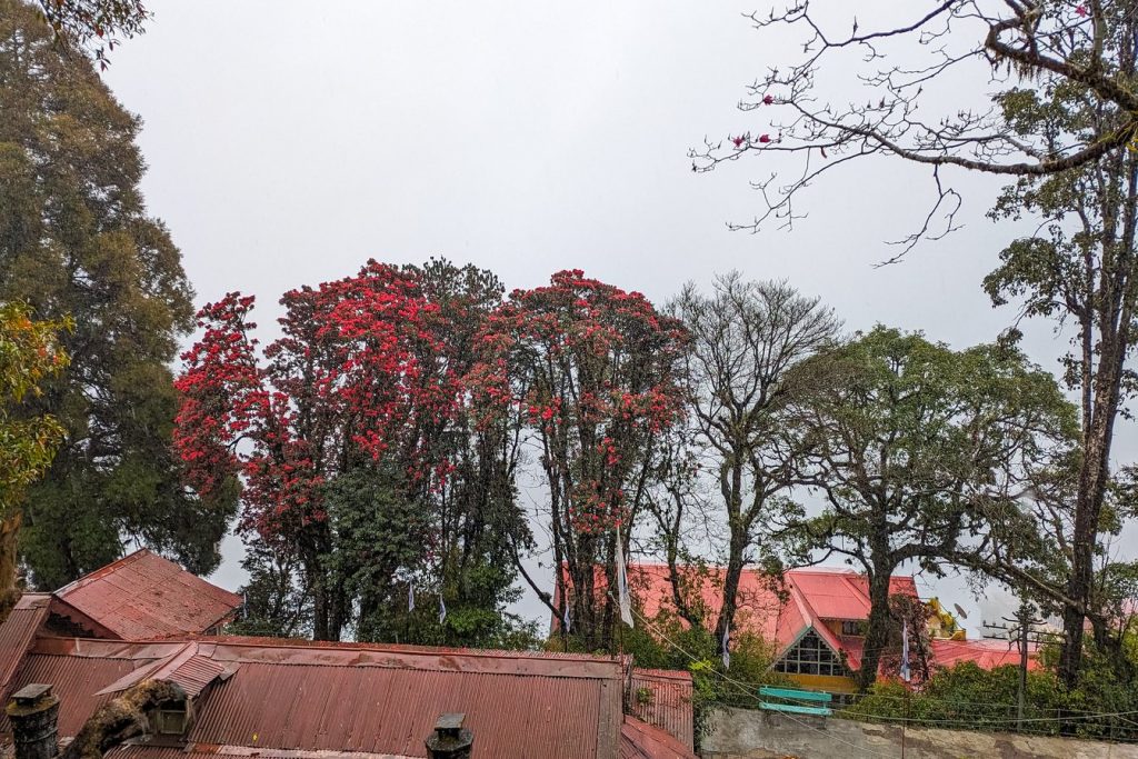 Rhododendron flowers blooming on Mahakali Road, Darjeeling, in spring